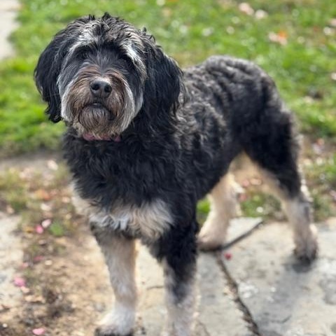 Enlarge Cookie, a Adoptable Aussiedoodle in Albany, NY image 1/3