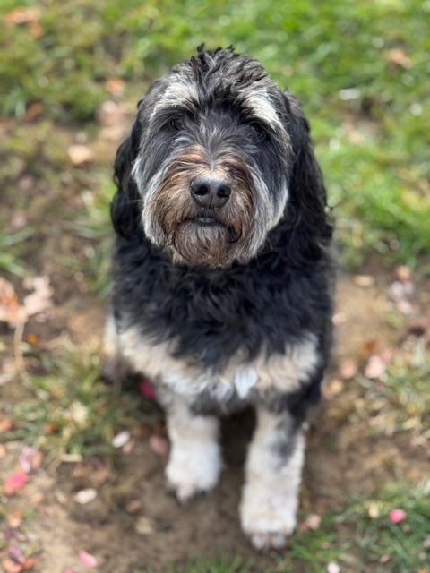 Enlarge Cookie, a Adoptable Aussiedoodle in Albany, NY image 2/3