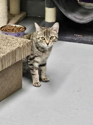 Samantha, a Adoptable mixed breed in Erin, ON image 1/3