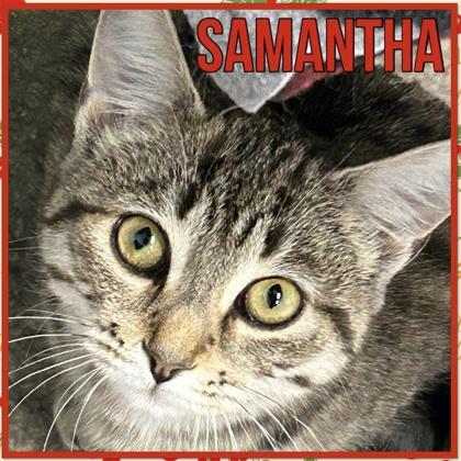 Enlarge Samantha, a Adoptable mixed breed in Erin, ON image 2/2