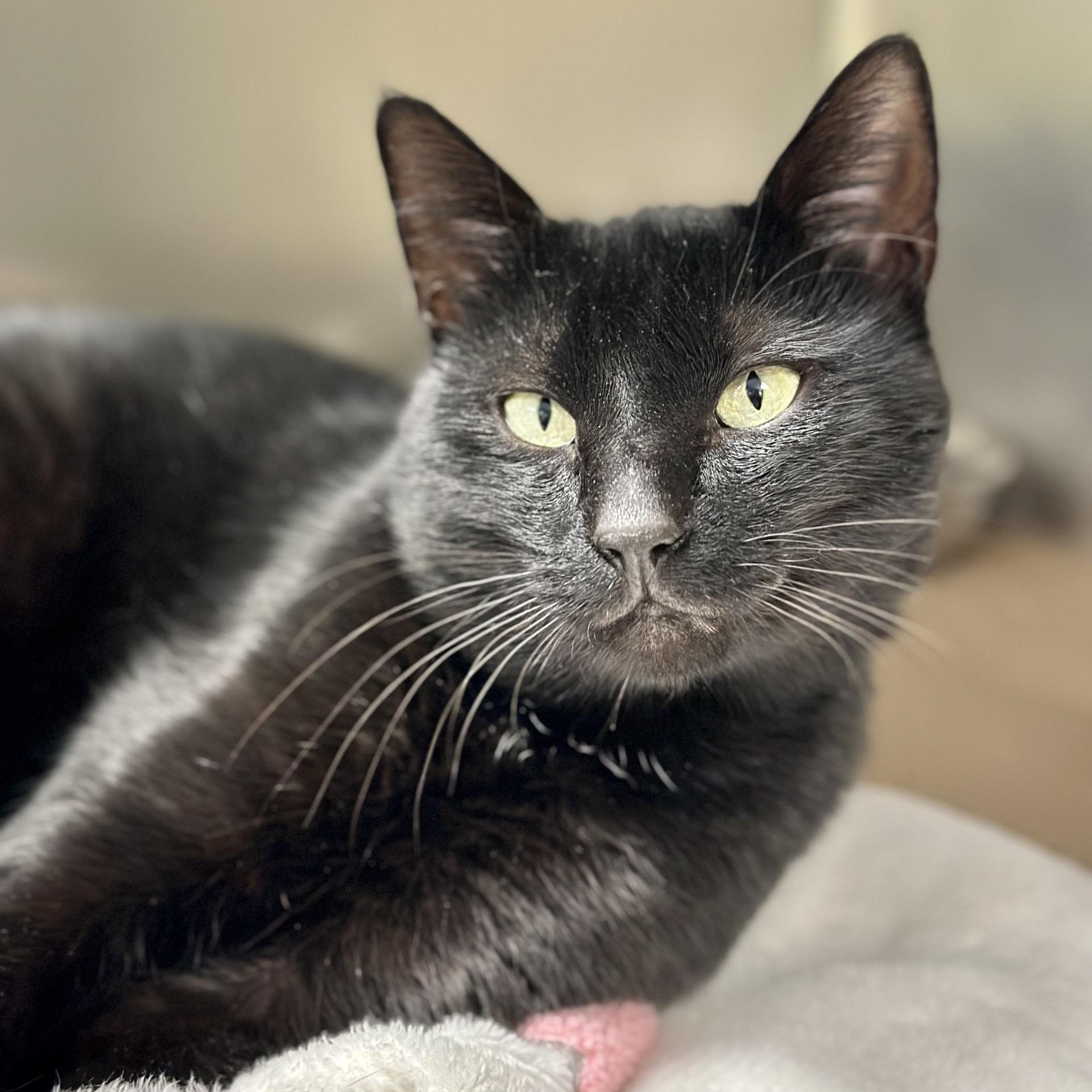 Wallace, a Adoptable Domestic Short Hair in Jackson, NJ image 3/3