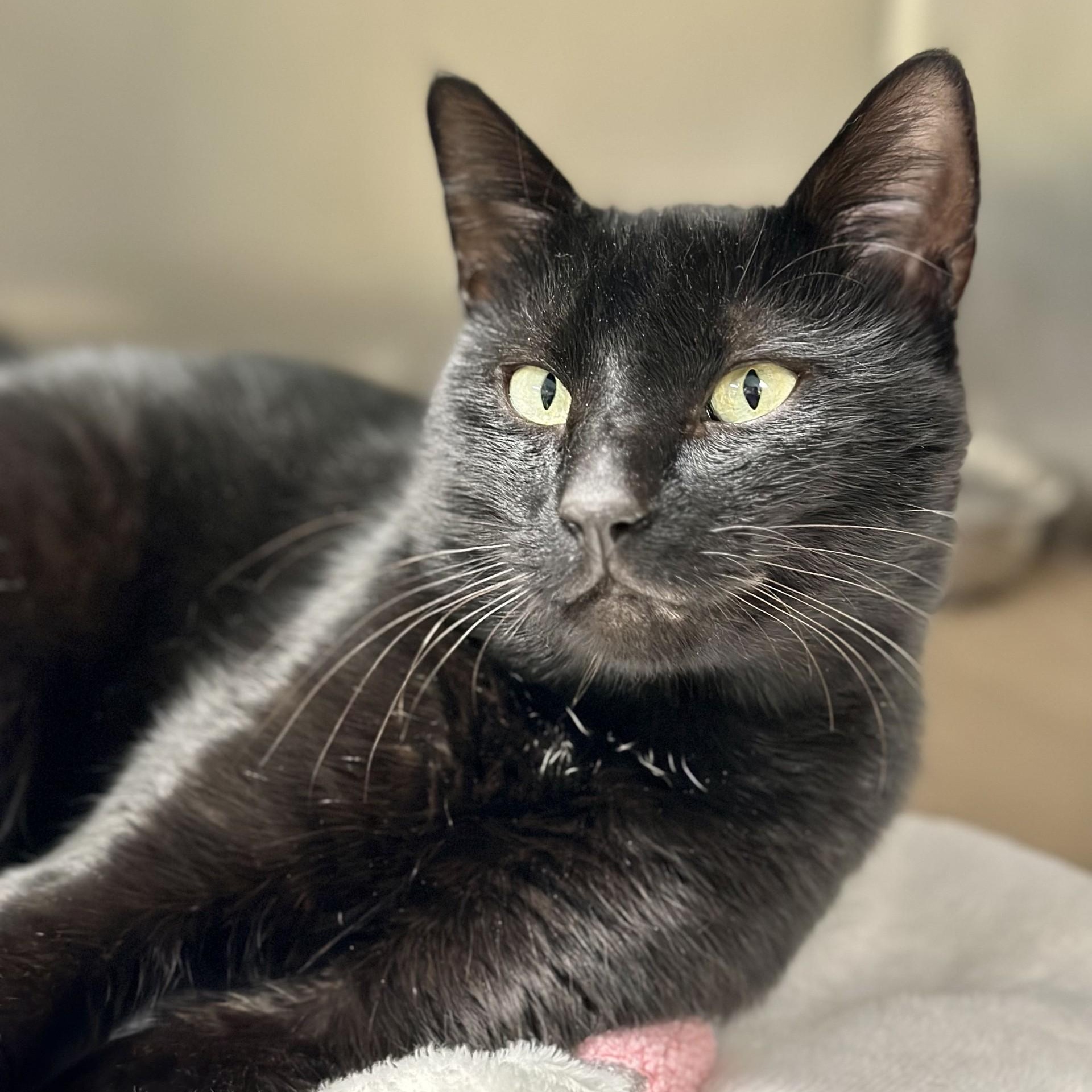 Wallace, a Adoptable Domestic Short Hair in Jackson, NJ image 1/3