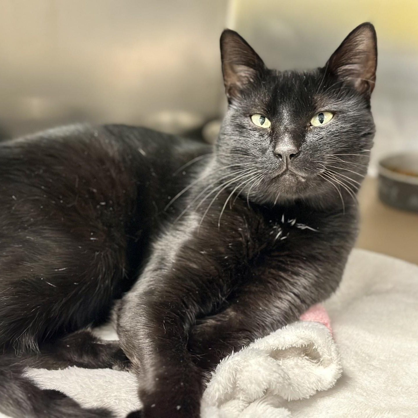 Wallace, a Adoptable Domestic Short Hair in Jackson, NJ image 2/3