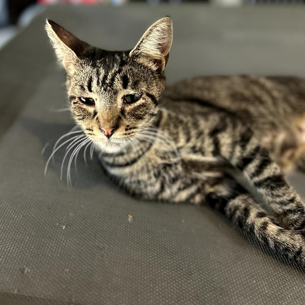 Enlarge Charlie, a Adoptable Domestic Short Hair in Long Beach, CA image 1/6