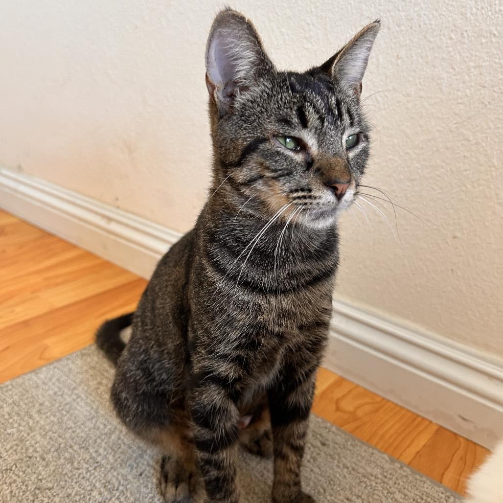 Enlarge Charlie, a Adoptable Domestic Short Hair in Long Beach, CA image 2/6