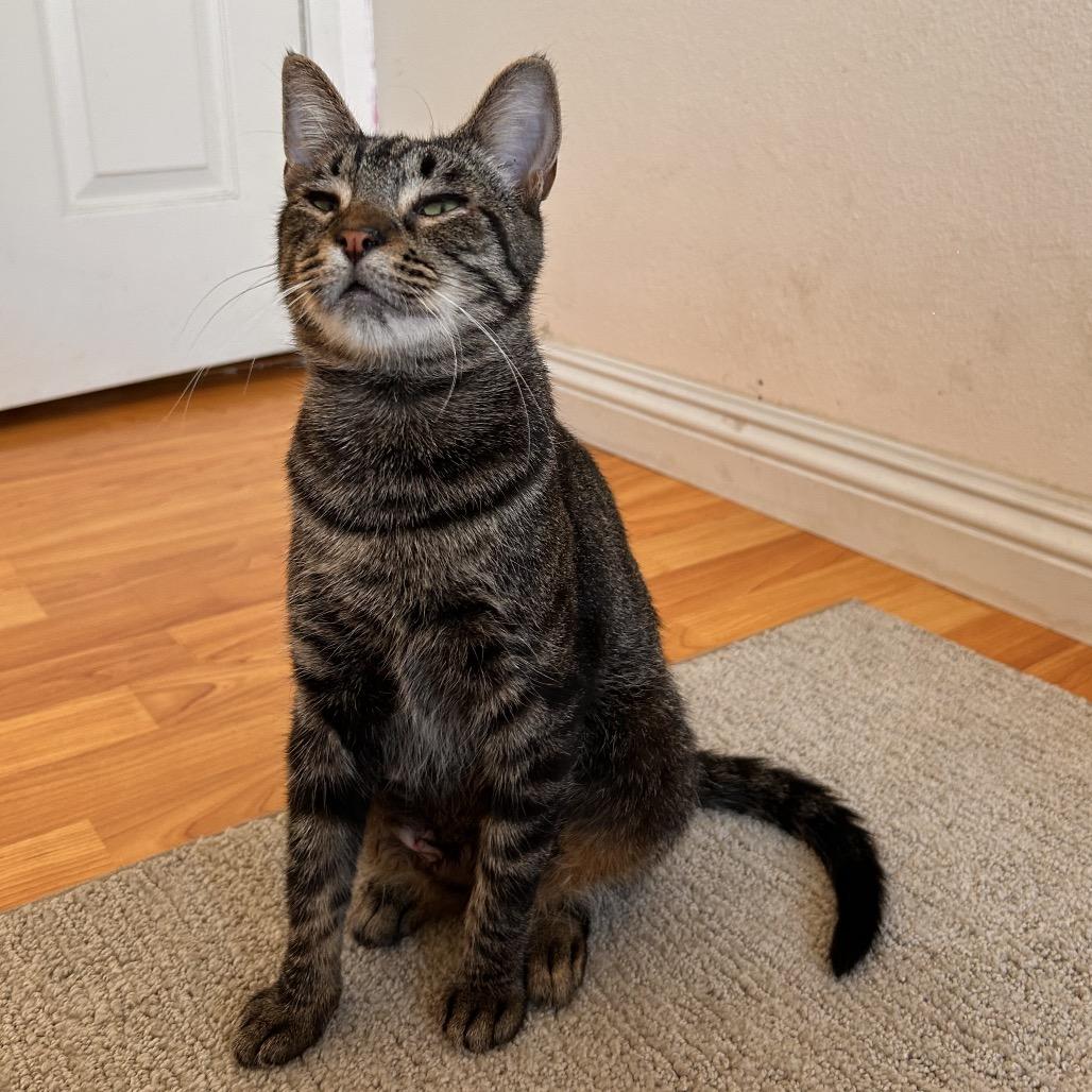 Enlarge Charlie, a Adoptable Domestic Short Hair in Long Beach, CA image 3/6