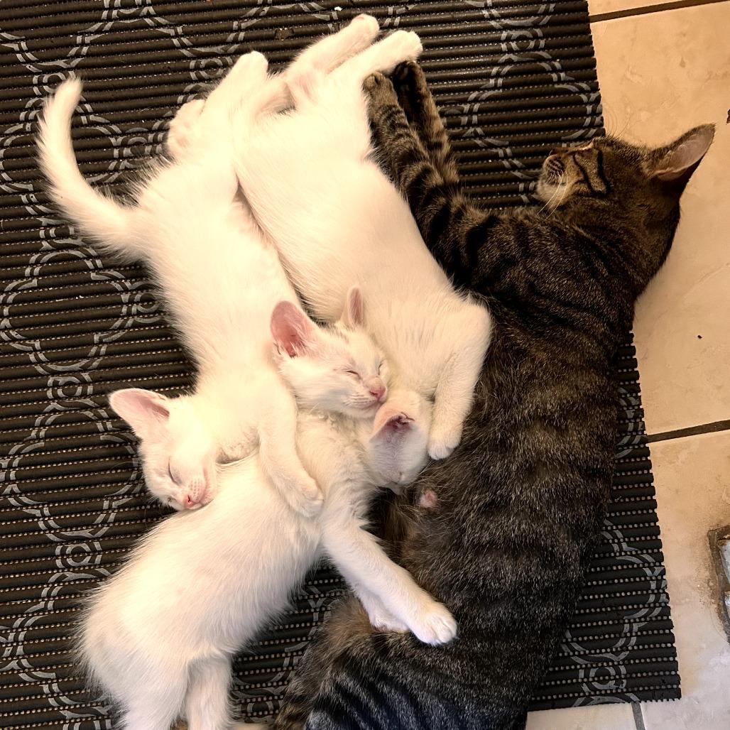 Enlarge Charlie, a Adoptable Domestic Short Hair in Long Beach, CA image 4/6