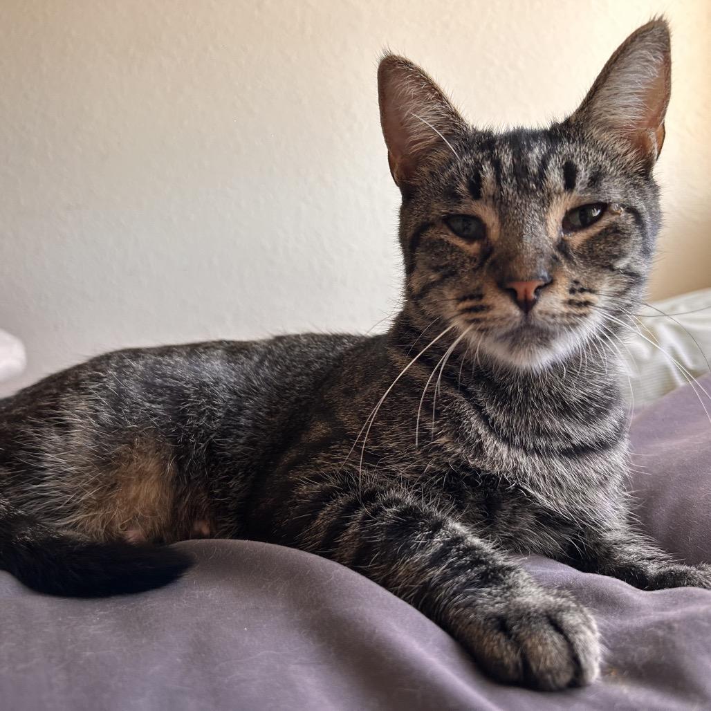 Enlarge Charlie, a Adoptable Domestic Short Hair in Long Beach, CA image 5/6