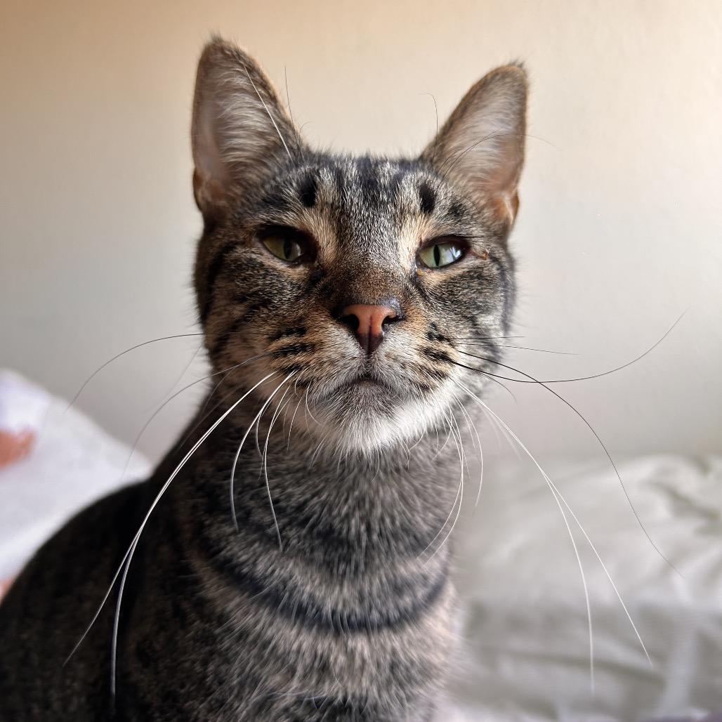 Enlarge Charlie, a Adoptable Domestic Short Hair in Long Beach, CA image 6/6