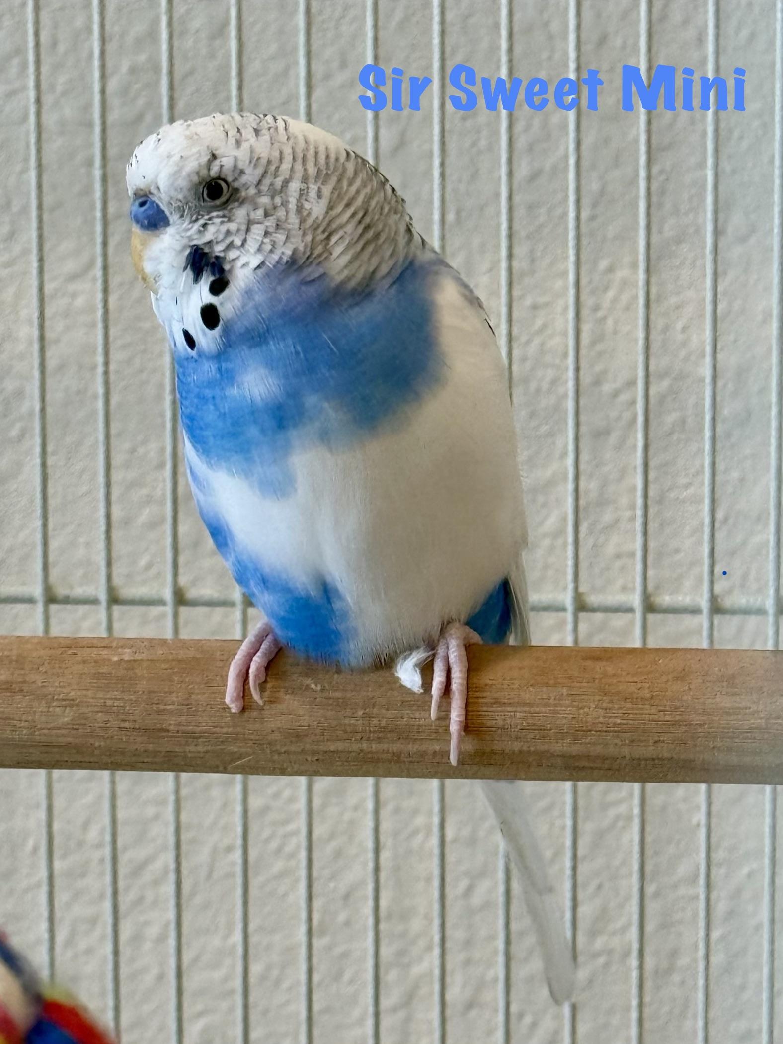 Enlarge Sir Sweet Mini, a Adoptable Budgie / Budgerigar in Bradenton, FL image 1/2