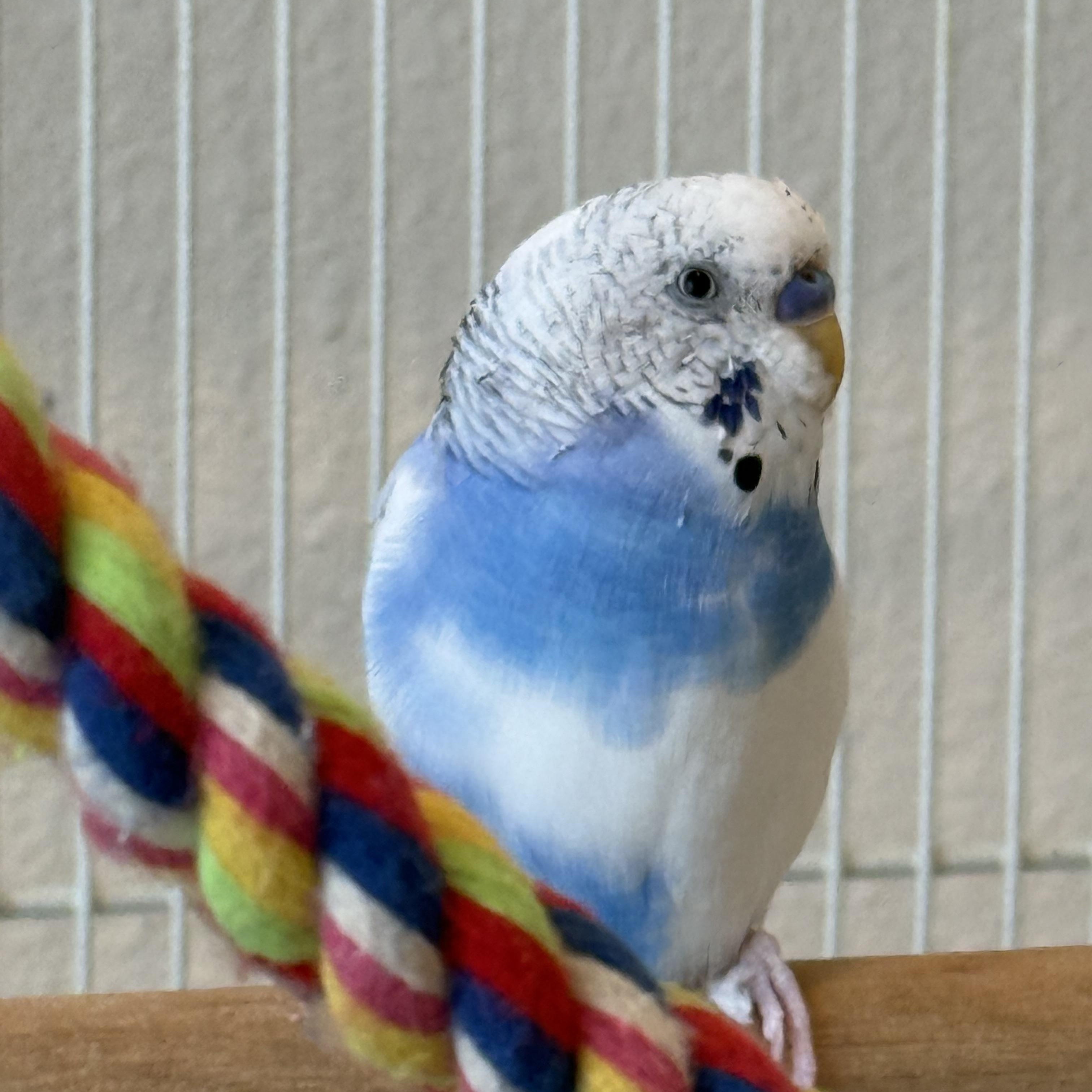 Enlarge Sir Sweet Mini, a Adoptable Budgie / Budgerigar in Bradenton, FL image 2/2