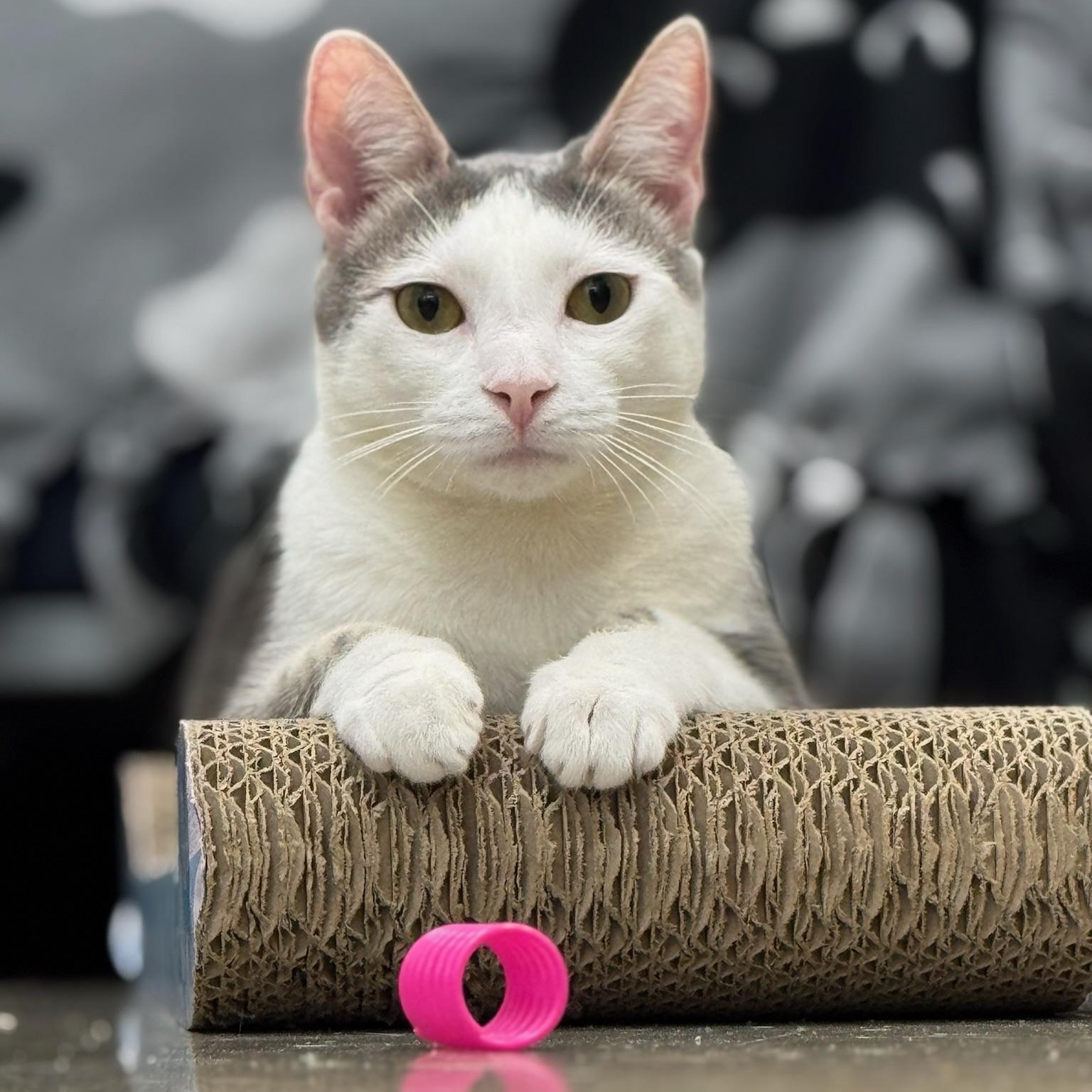 Holly, Young Female Domestic Short Hair