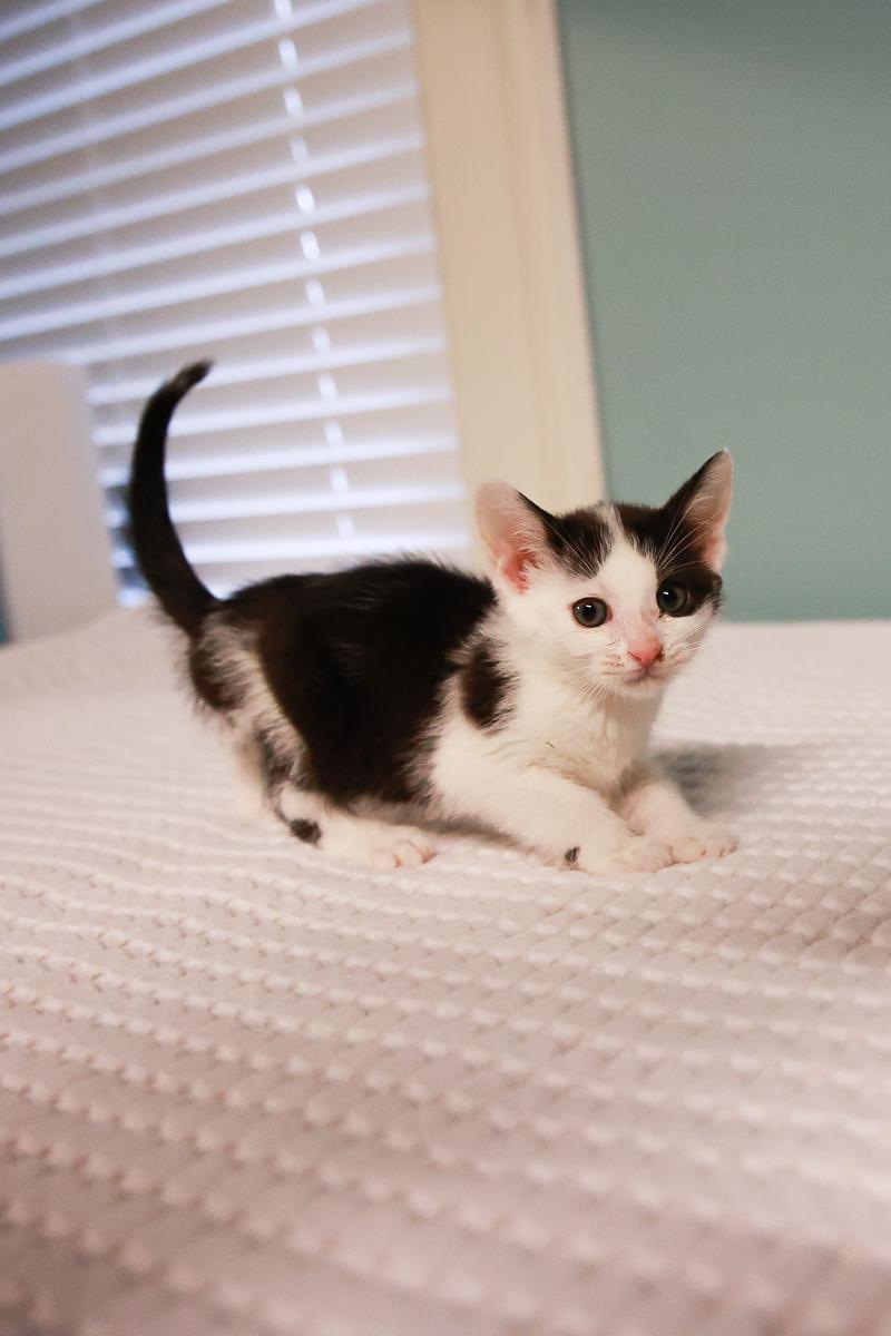 Crimson, adopted, Kitten Female Domestic Short Hair.