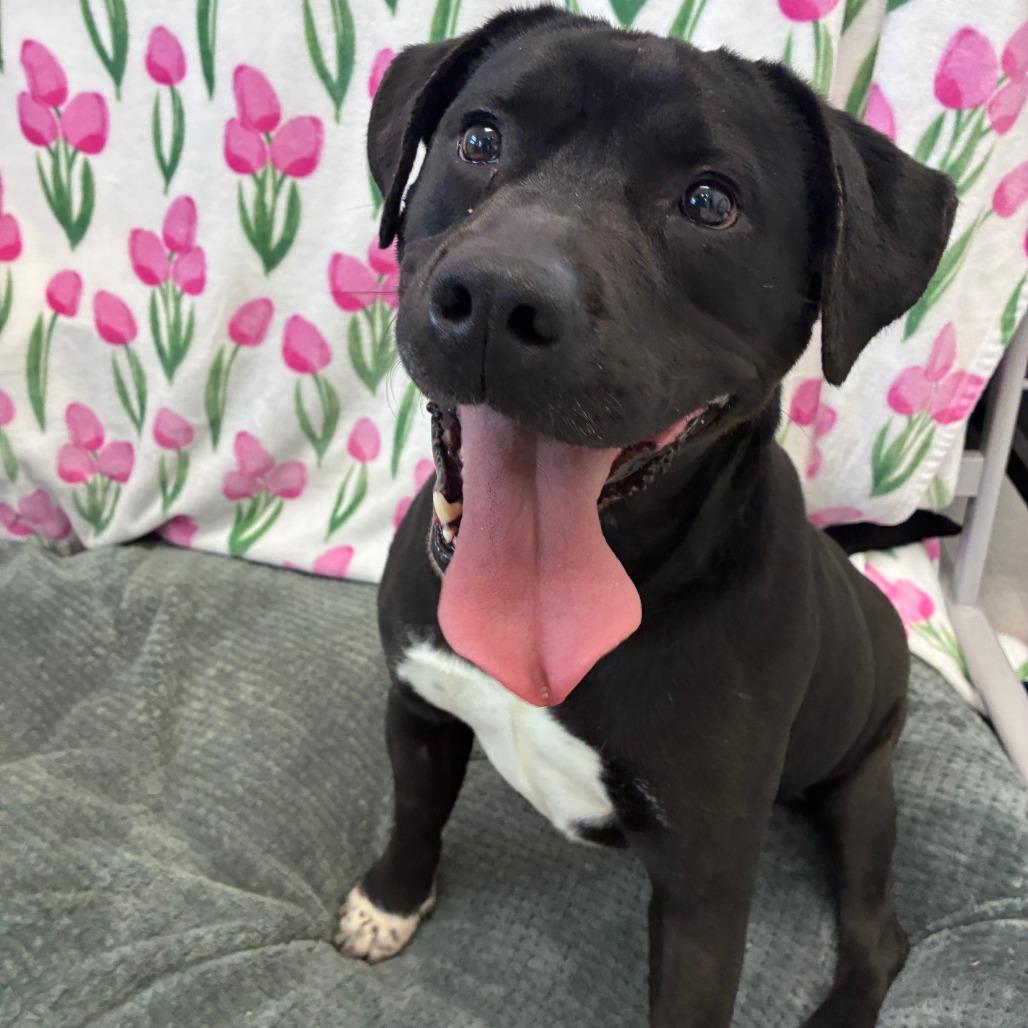 Enlarge McFats, a Adoptable mixed breed in Dixon, IL image 1/1