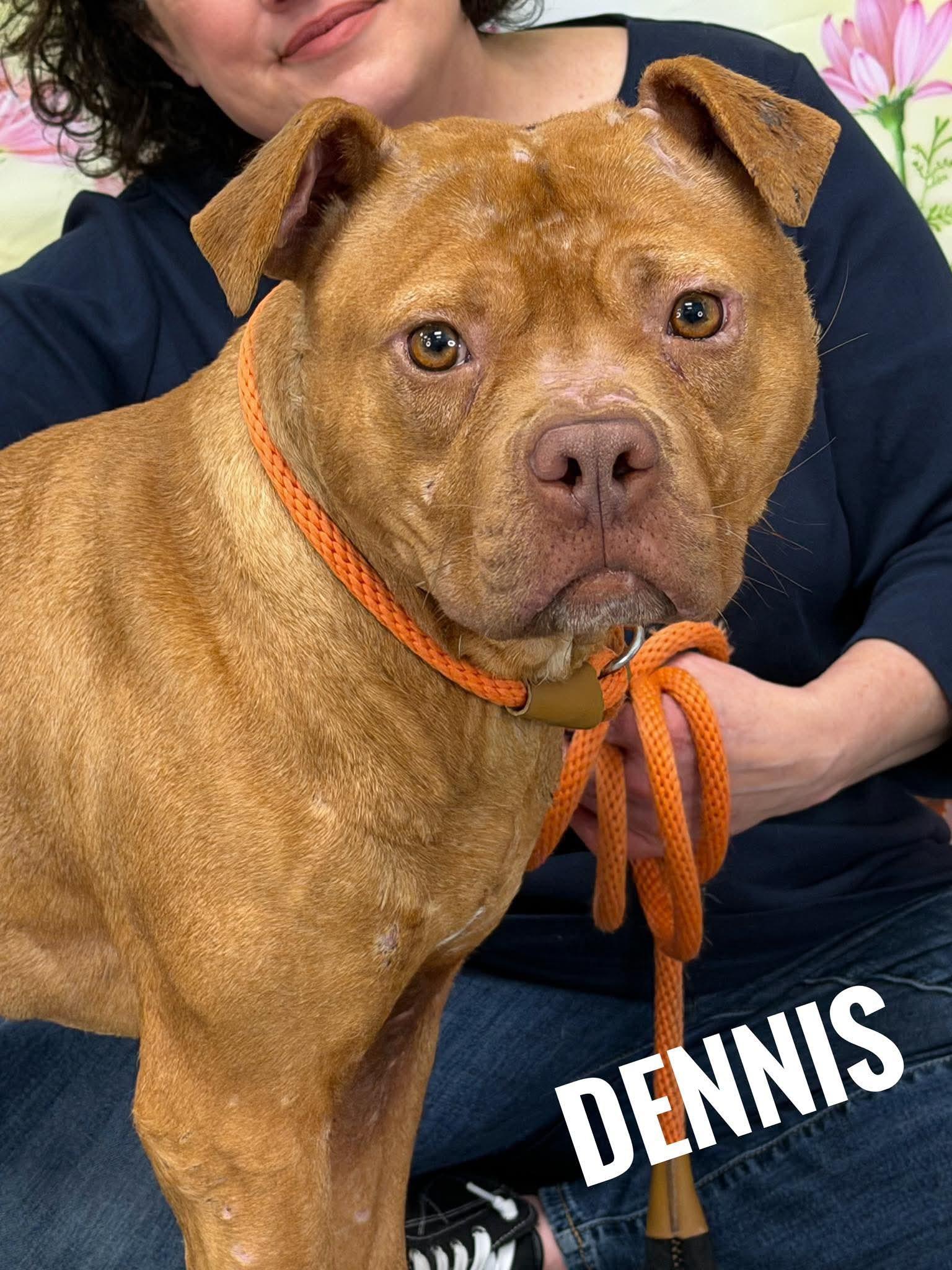 Enlarge Dennis, a ADOPTABLE Mixed Breed in Flint, MI image 1/1