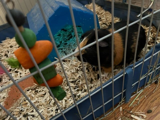 KOKO & POPPIN , Adopted, Young Male Guinea Pig.