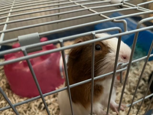 Enlarge KOKO & POPPIN , a Adopted Guinea Pig in Braintree, MA image 2/4