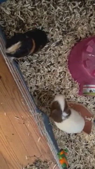 Enlarge KOKO & POPPIN , a Adopted Guinea Pig in Braintree, MA video 4/4