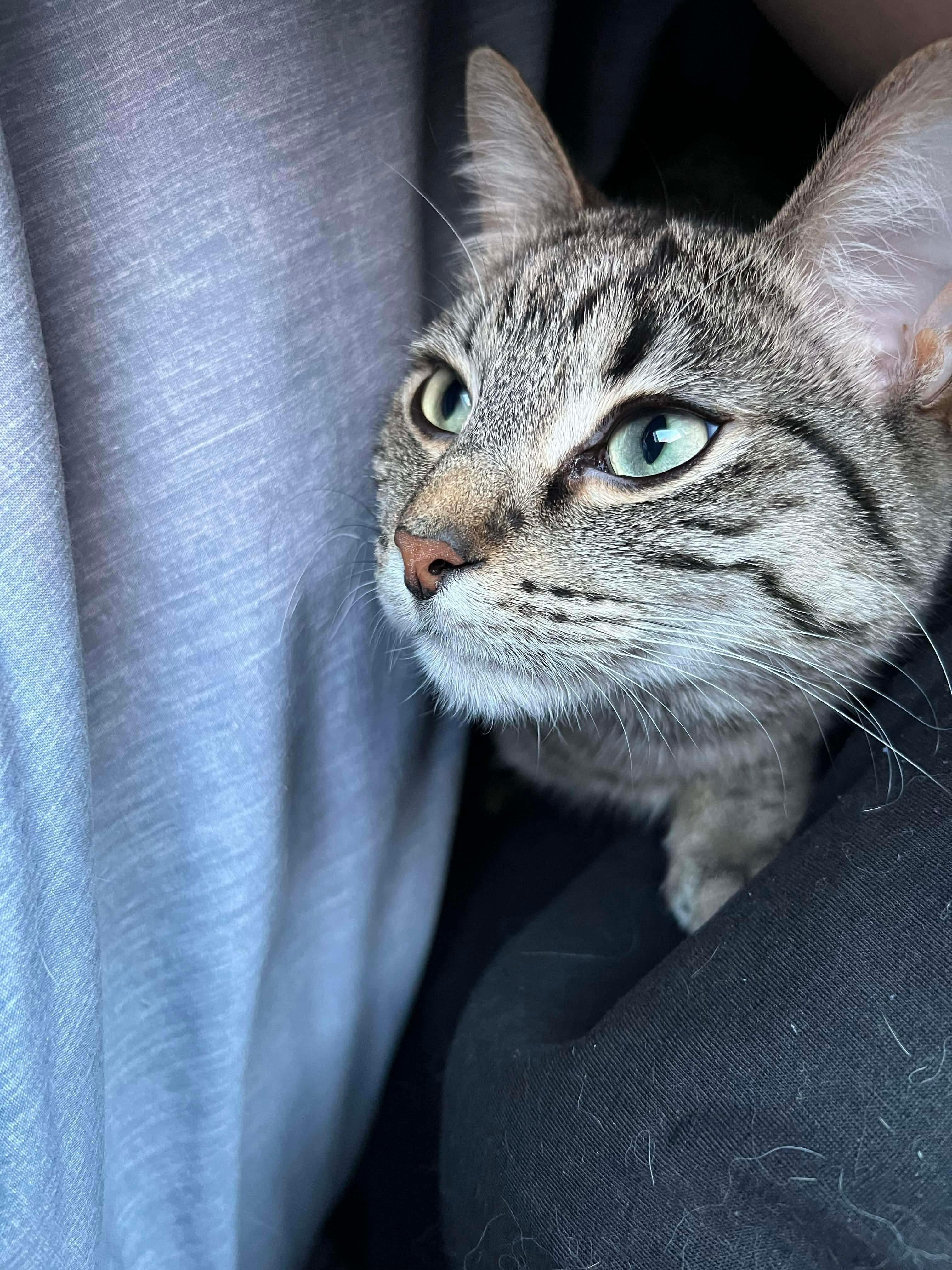 Toupi, Adoptable, Young Male Domestic Short Hair.