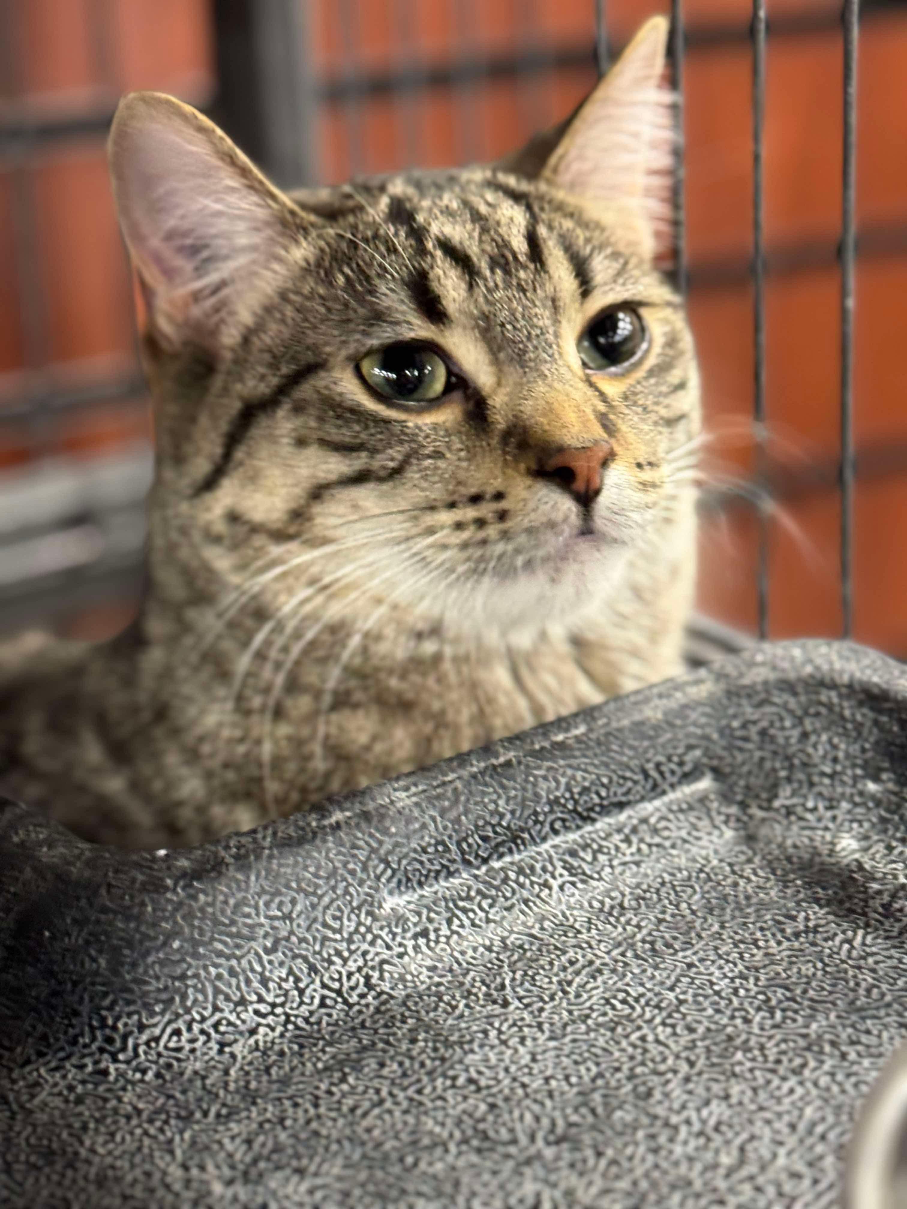 Enlarge Toupi, a Adoptable mixed breed in Steinbach, MB image 3/6