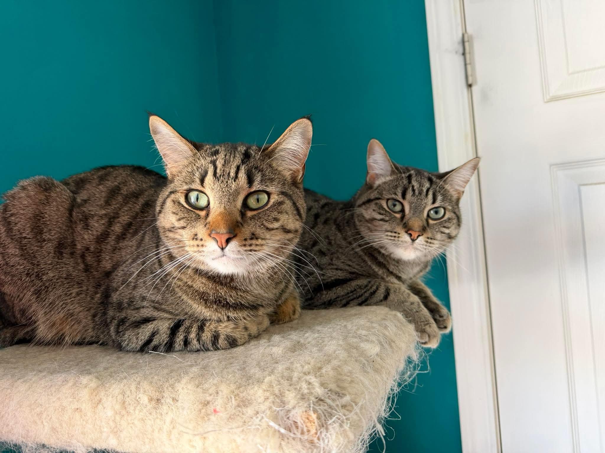 Enlarge Toupi, a Adoptable mixed breed in Steinbach, MB image 3/6