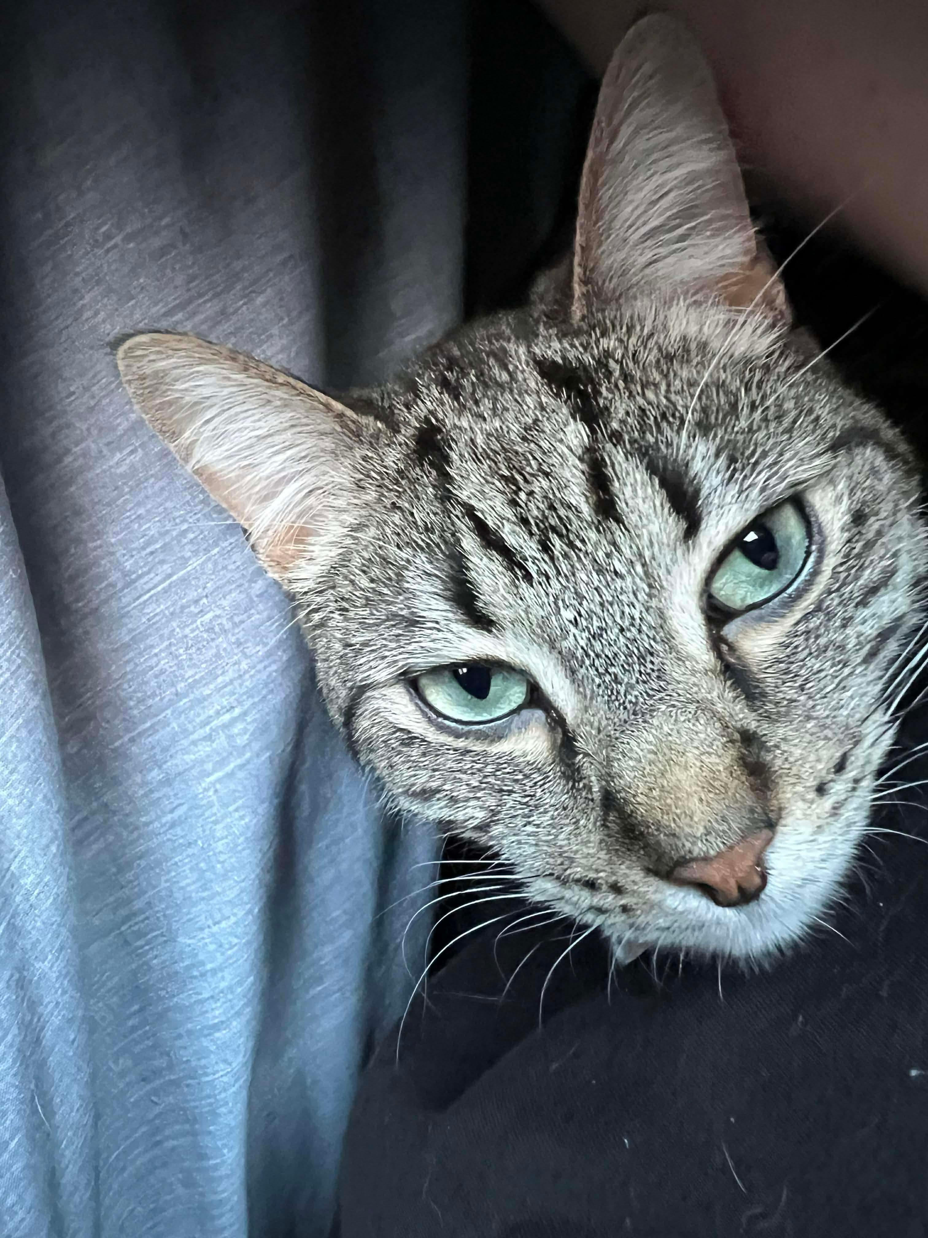 Enlarge Toupi, a Adoptable mixed breed in Steinbach, MB image 4/6