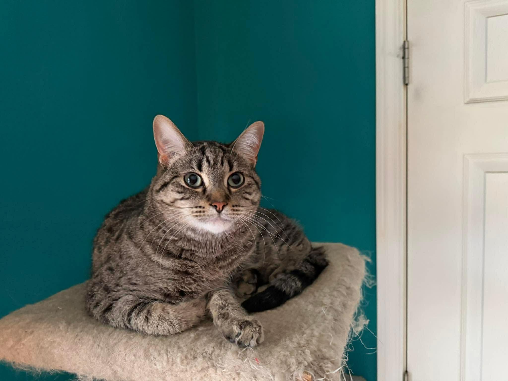 Enlarge Toupi, a Adoptable mixed breed in Steinbach, MB image 6/6