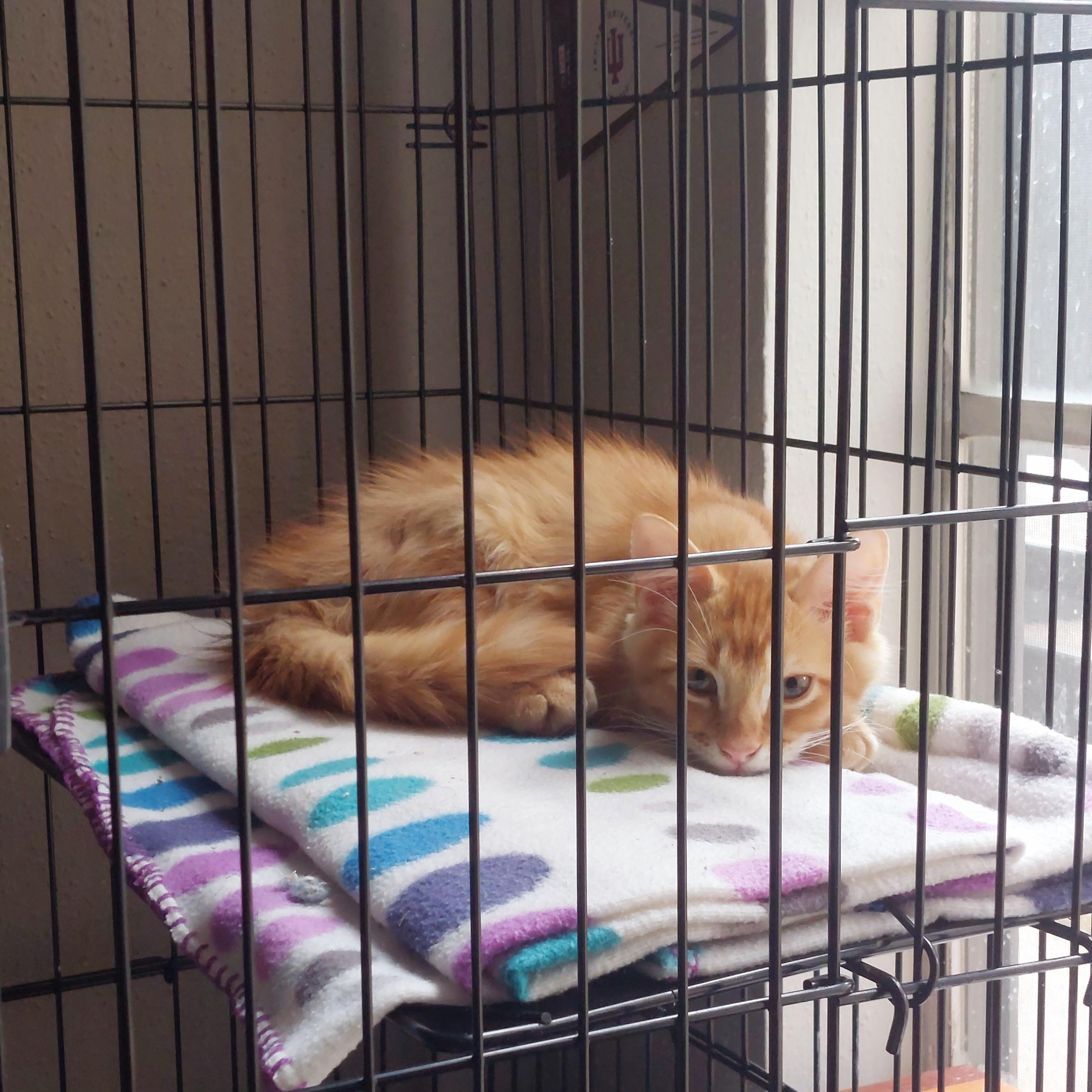 Enlarge Fire, a Adopted Domestic Long Hair in Bryan, TX image 3/5