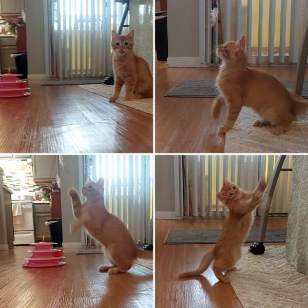 Enlarge Fire, a Adopted Domestic Long Hair in Bryan, TX image 4/5