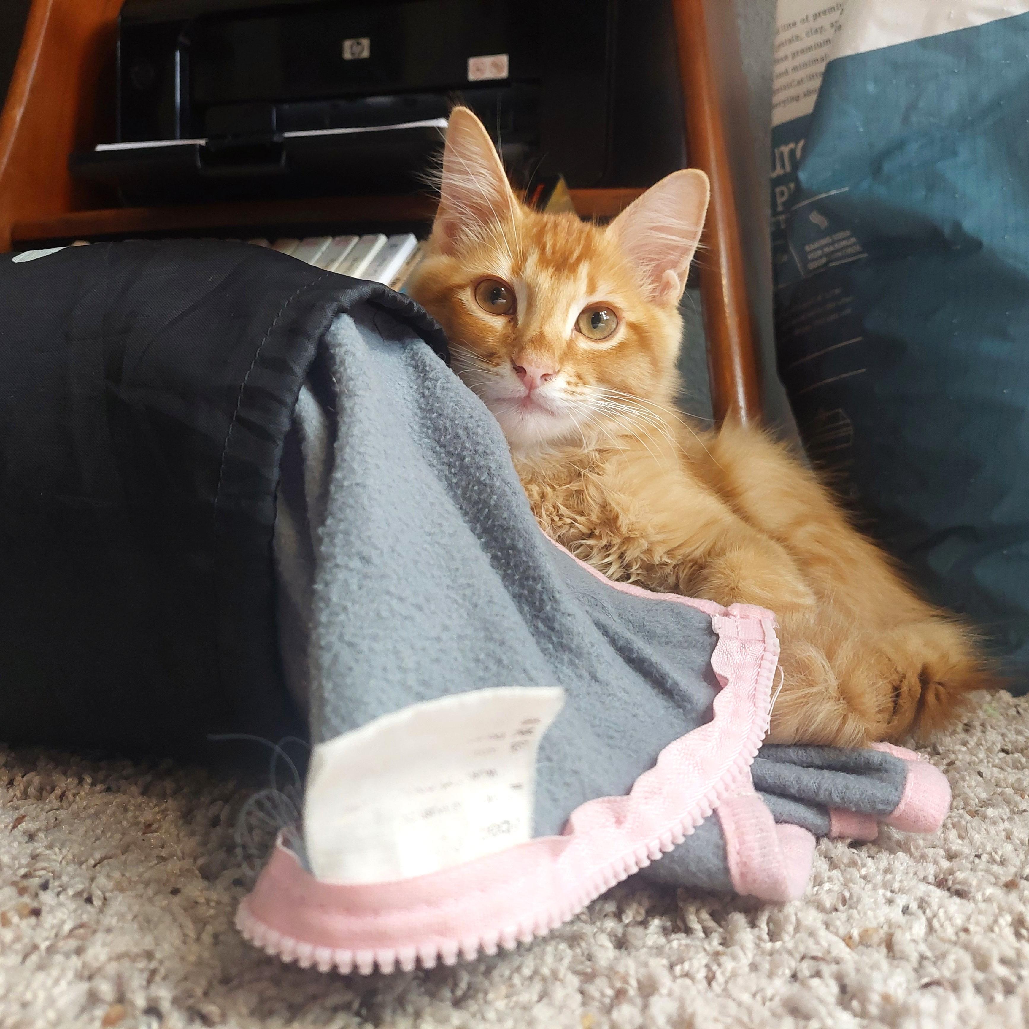 Enlarge Fire, a Adopted Domestic Long Hair in Bryan, TX image 5/5