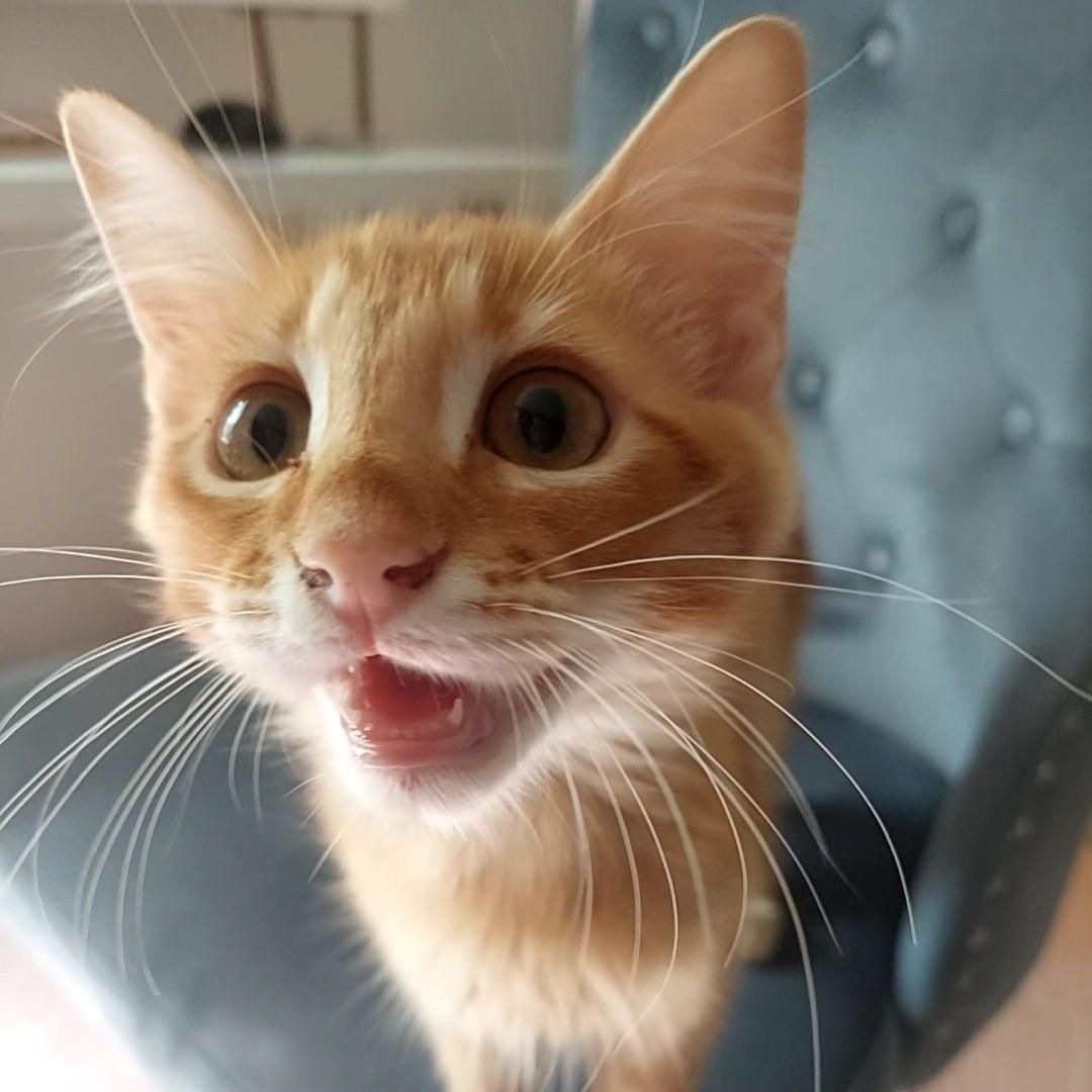 Enlarge Fire, a Adopted Domestic Long Hair in Bryan, TX image 2/5