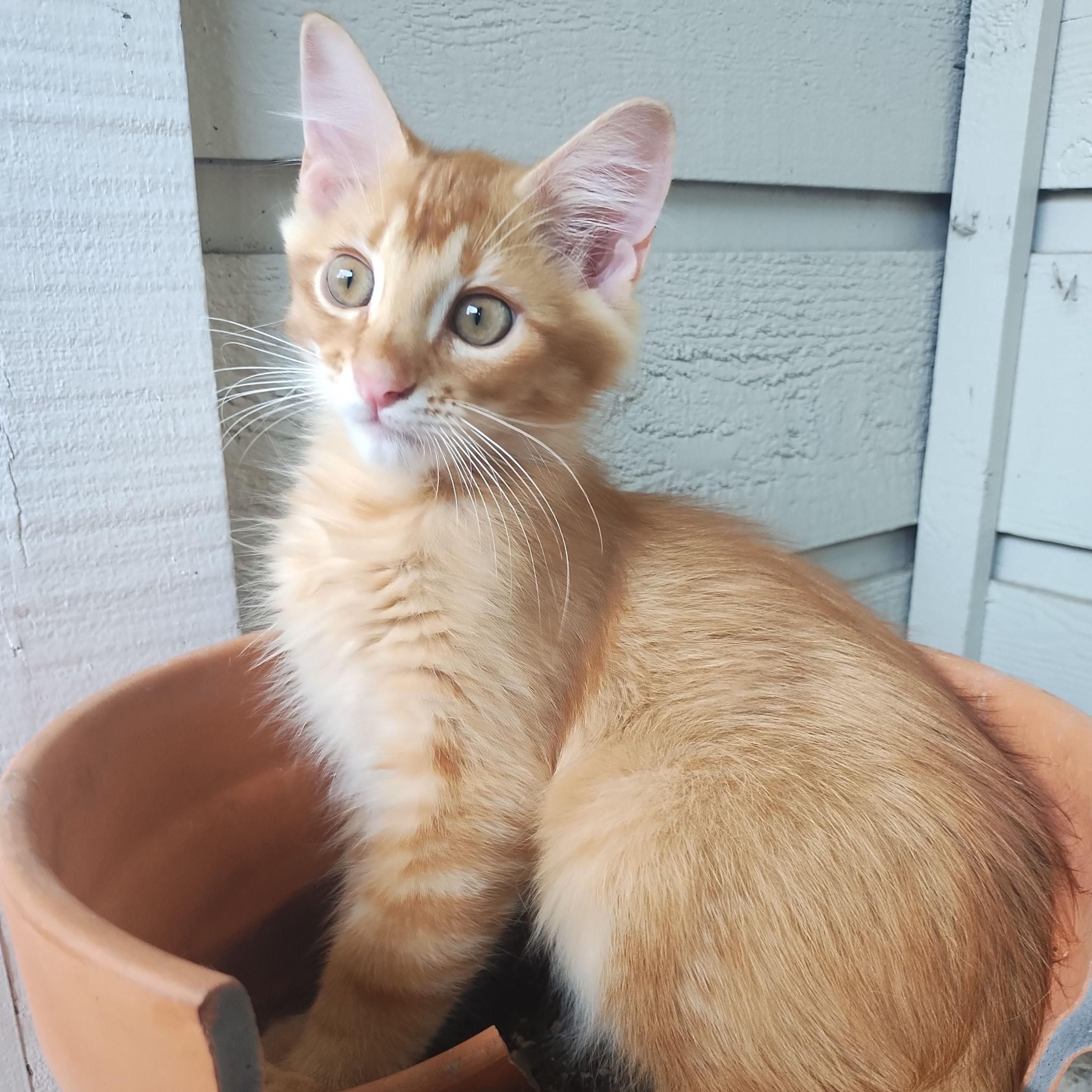 Fire, Adopted, Kitten Male Domestic Long Hair.