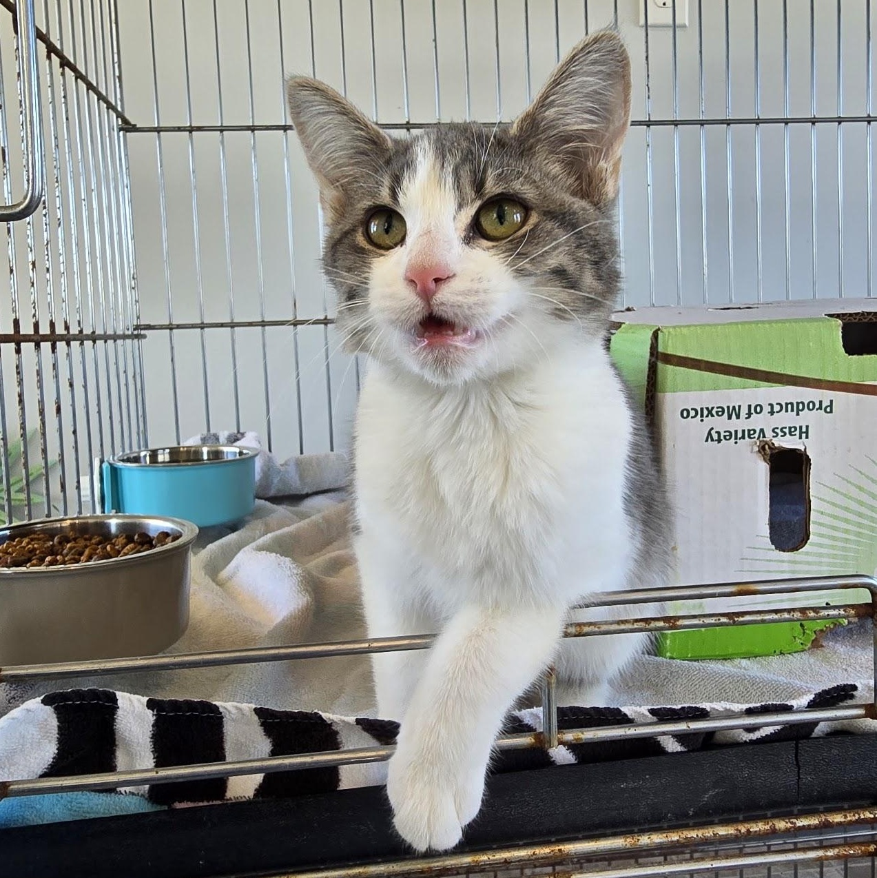 Enlarge Hope, a ADOPTABLE Tabby in Beaufort, MO image 5/6