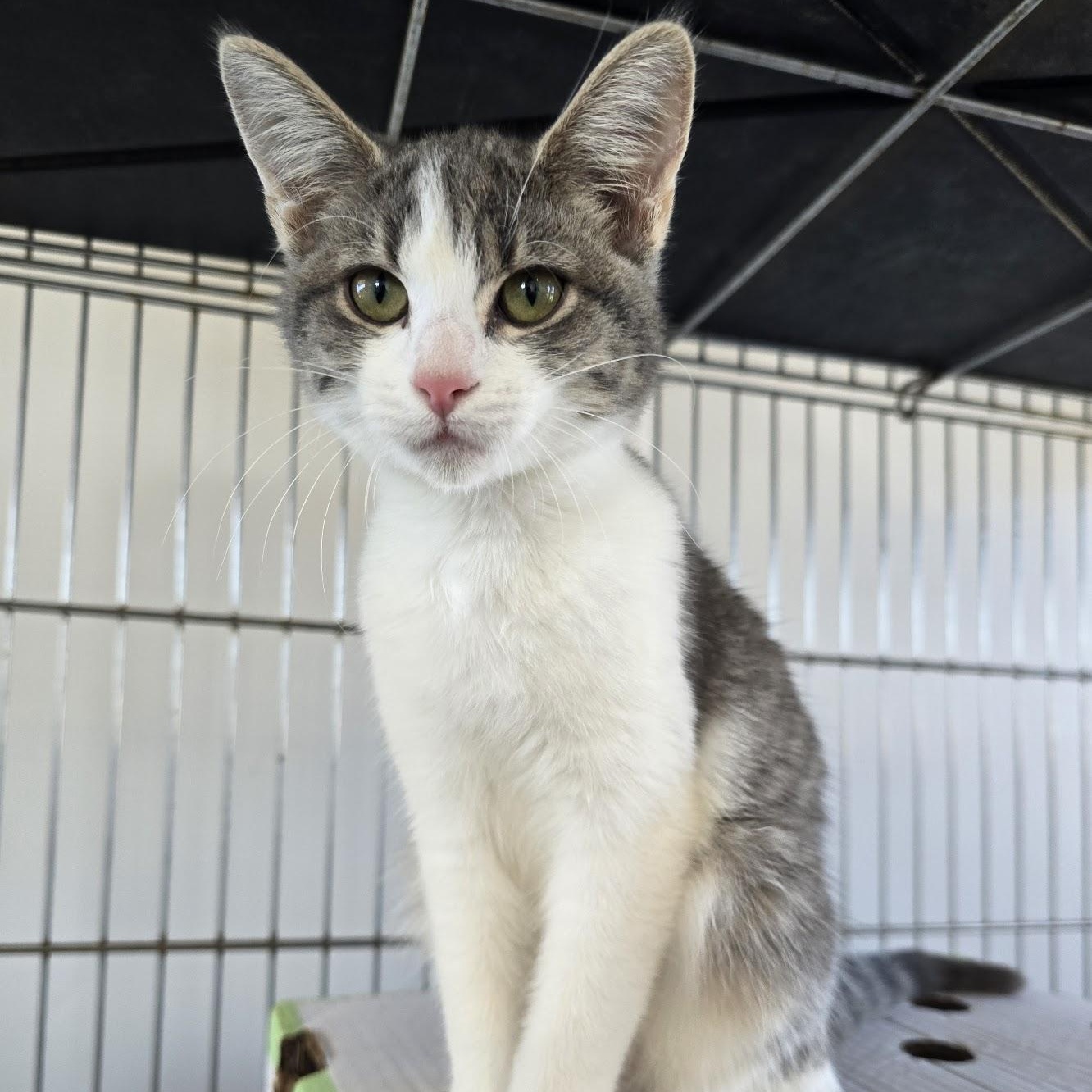 Hope, ADOPTABLE, Young Female Tabby.