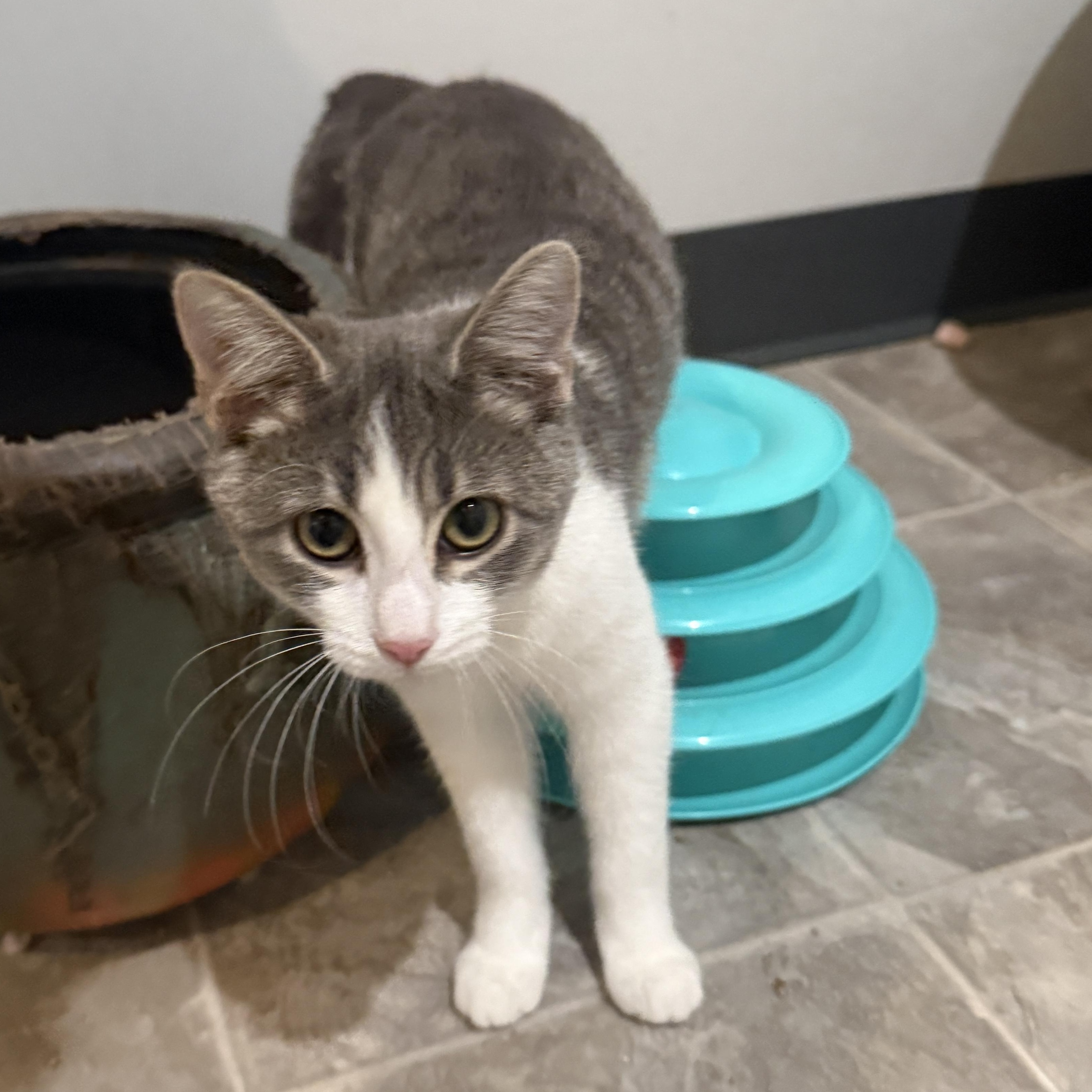 Enlarge Hope, a ADOPTABLE Tabby in Beaufort, MO image 6/6