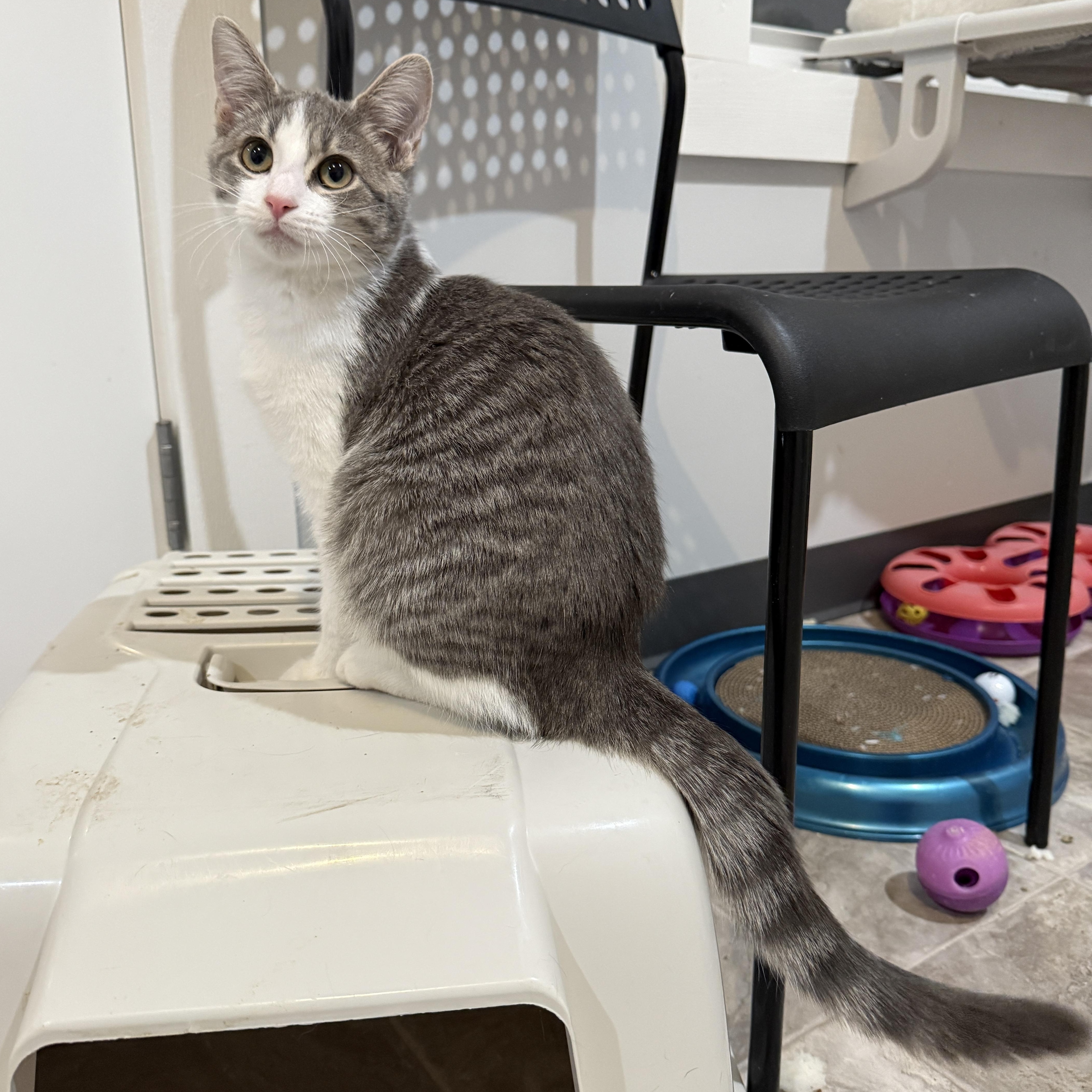 Enlarge Hope, a ADOPTABLE Tabby in Beaufort, MO image 3/6