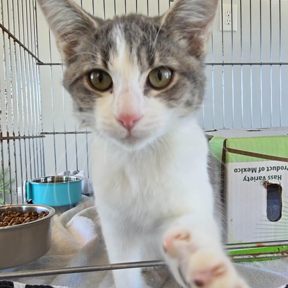 Enlarge Hope, a ADOPTABLE Tabby in Beaufort, MO image 4/6
