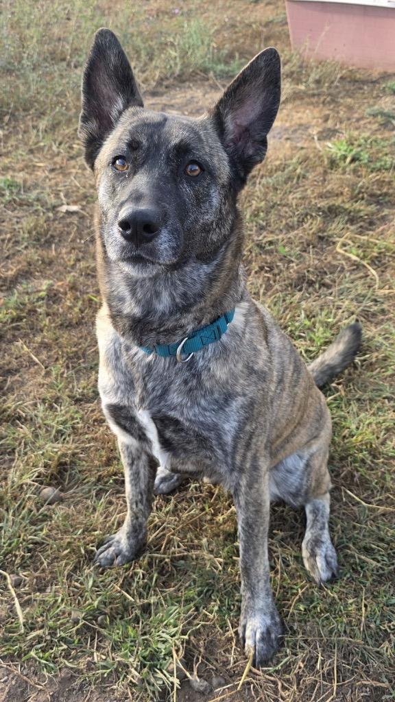Enlarge Echo, a Adoptable Dutch Shepherd in Spooner, WI image 1/3
