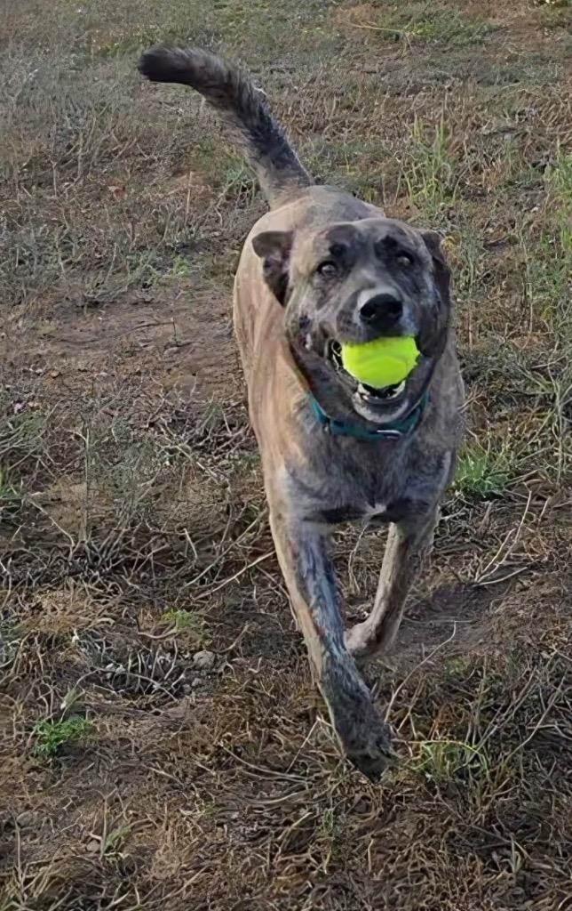 Enlarge Echo, a Adoptable Dutch Shepherd in Spooner, WI image 2/3