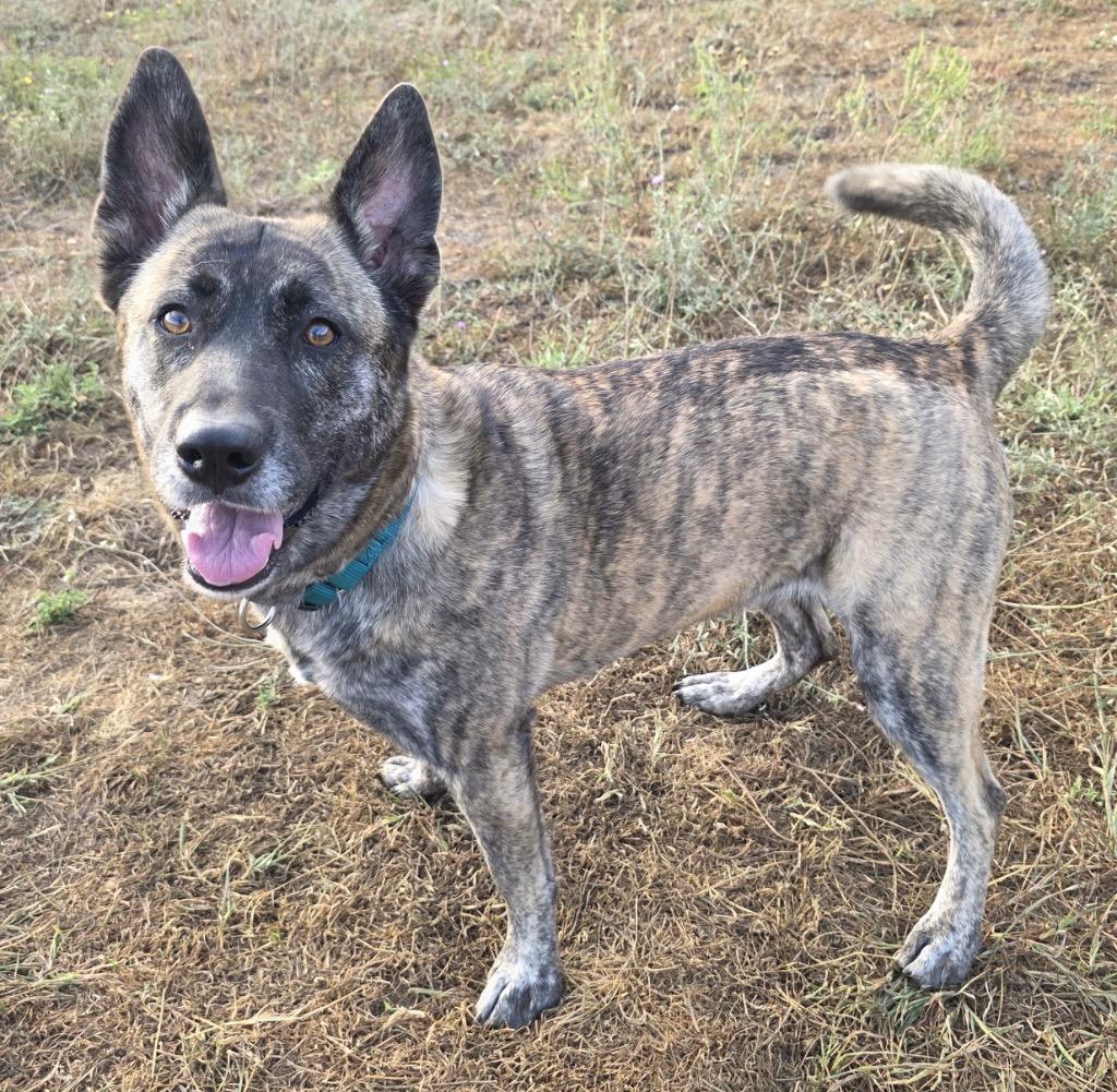 Enlarge Echo, a Adoptable Dutch Shepherd in Spooner, WI image 3/3