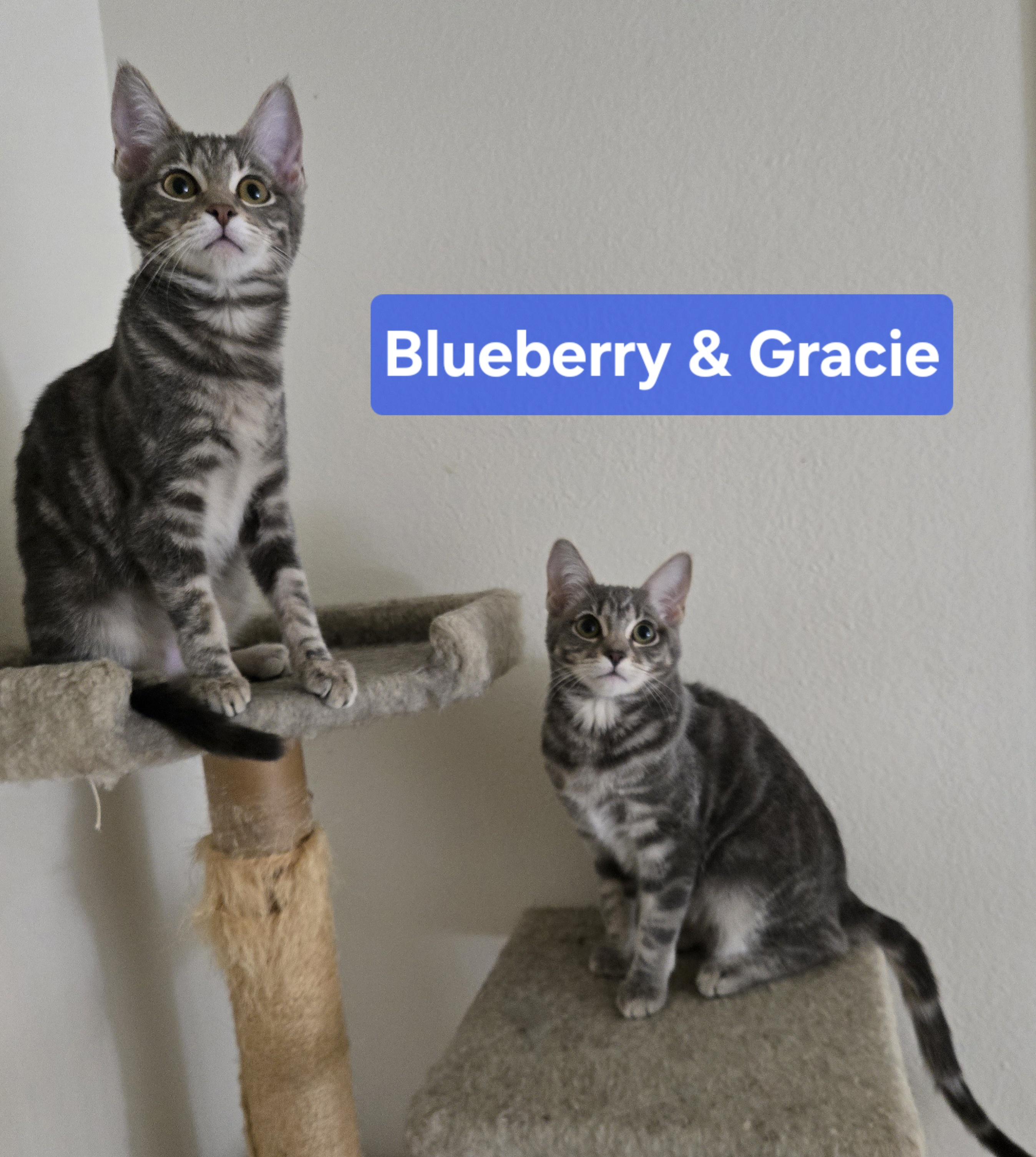 Blueberry and Gracie (Bonded Sisters), Adoptable, Young Female Tabby.