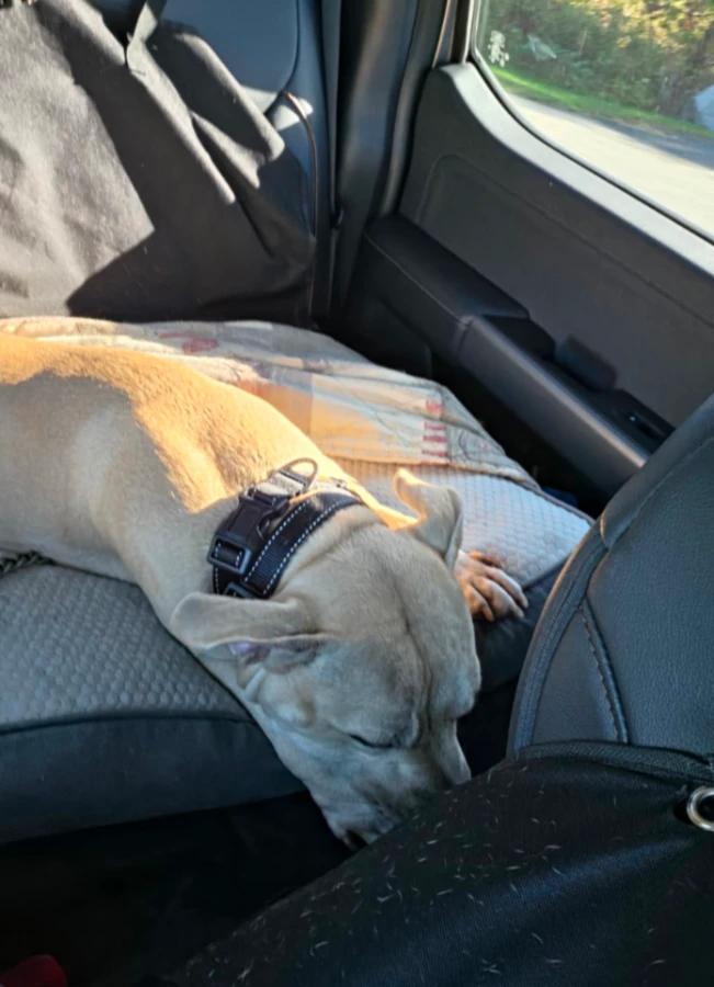 Laredo, Adoptable, Young Male Pit Bull Terrier.