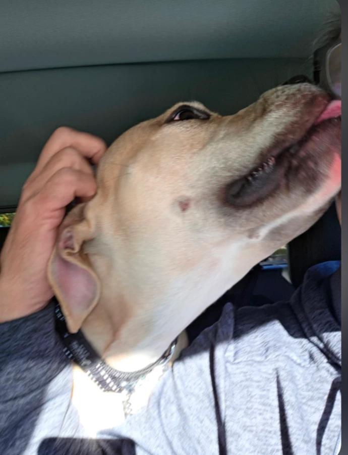 Enlarge Laredo, a Adoptable mixed breed in CHURCHVILLE, NY image 2/3