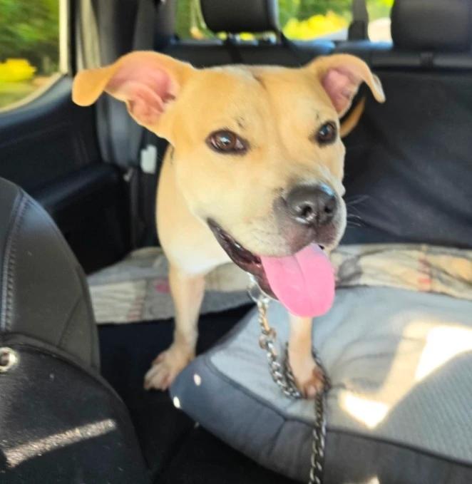 Enlarge Laredo, a Adoptable mixed breed in CHURCHVILLE, NY image 3/3