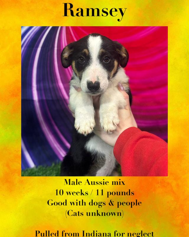 Ramsey, an adopted Australian Shepherd Mix in Manchester, CT_image-1