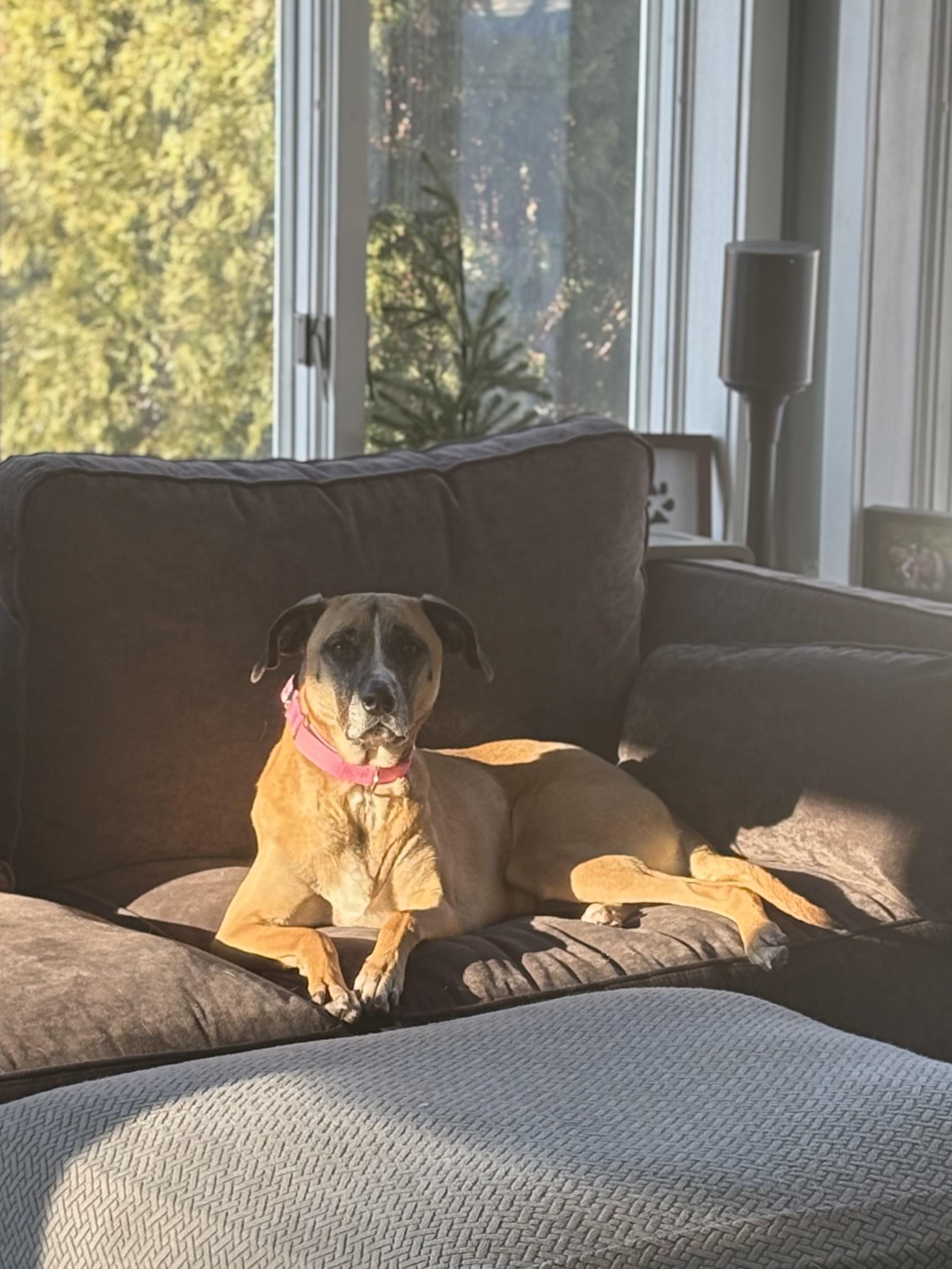 Leia Alexandra, ADOPTABLE, Adult Female Mixed Breed.