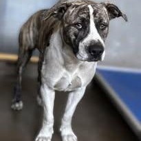 PATTY POOCH, ADOPTABLE, Adult Female American Staffordshire Terrier.