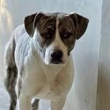 Enlarge PATTY POOCH, a ADOPTABLE American Staffordshire Terrier in Murrieta, CA image 3/3
