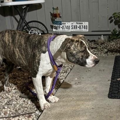 Enlarge PATTY POOCH, a ADOPTABLE American Staffordshire Terrier in Murrieta, CA image 2/3