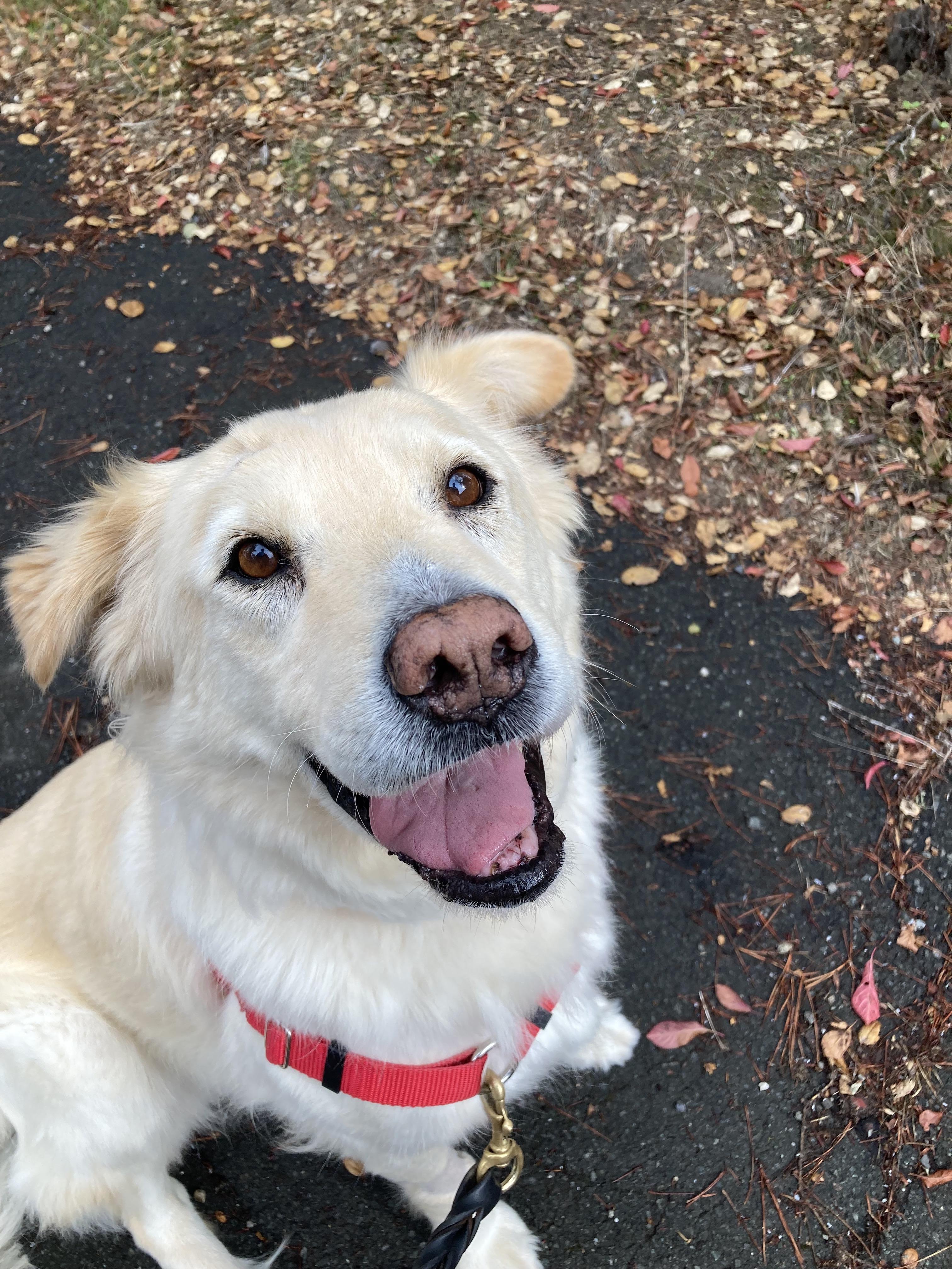 Enlarge Joey, an adopted mixed breed in Petaluma, CA image 3/4